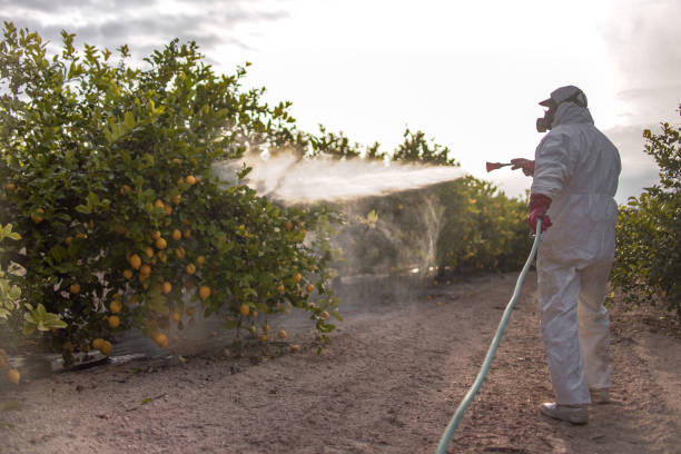 Best Pest Removal Services  in Walls, MS