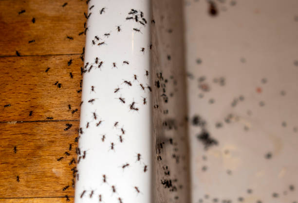 Best Bed Bug Extermination  in Walls, MS